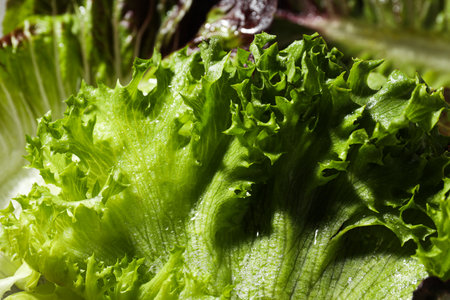 Concept of fresh and green food - lettuce