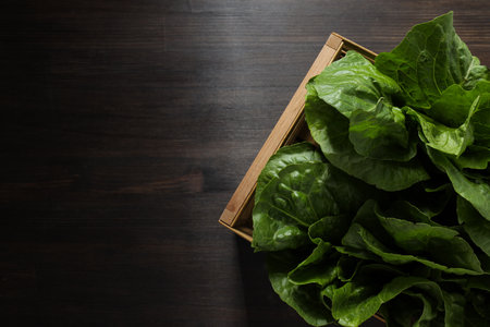Concept of fresh and green food - lettuce