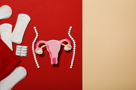 Silhouette of female figure with internal genitals, menstrual cycle conceptの写真素材