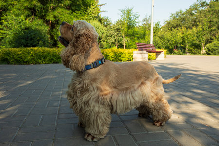 American spaniel, concept of pet and best friend - dogの写真素材