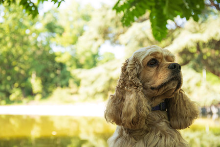American spaniel, concept of pet and best friend - dogの写真素材