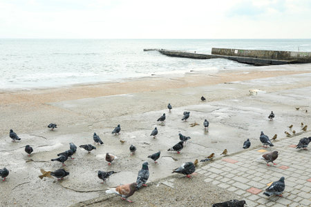 Many pigeons near the sea, on the shoreの写真素材