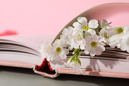 Flowers in book on pink background, close upの写真素材