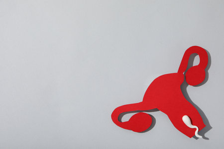 Concept of fertilization, period of ovulation, ovum.の写真素材