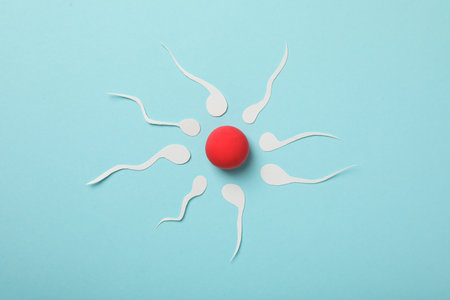Fertilization concept, ovulation period, sperm and egg.の写真素材