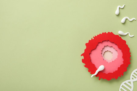 Concept of fertilization, period of ovulation, ovum.の写真素材