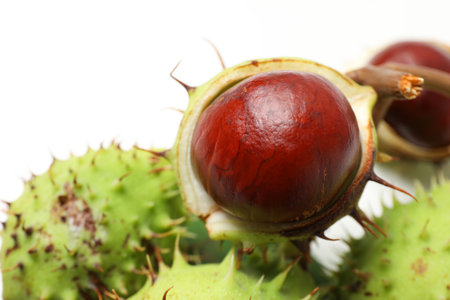 Green chestnut fruits with leaves on a white backgroundの写真素材