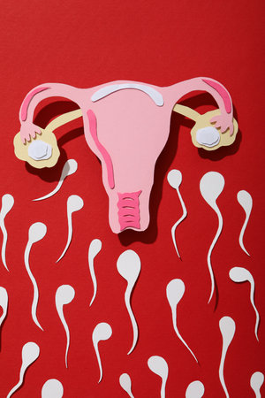 Concept of fertilization, period of ovulation, ovum.の写真素材