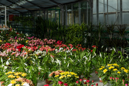 Premises of a green house, a greenhouse with flowers.の写真素材