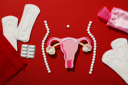 Silhouette of female figure with internal genitals, menstrual cycle conceptの写真素材