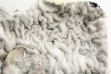 Mold, fungus on food close-up, dangerous to health.の写真素材