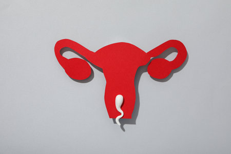 Concept of fertilization, period of ovulation, ovum.の写真素材