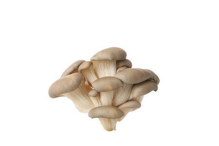 PNG, Fresh oyster mushrooms, isolated on white backgroundの写真素材