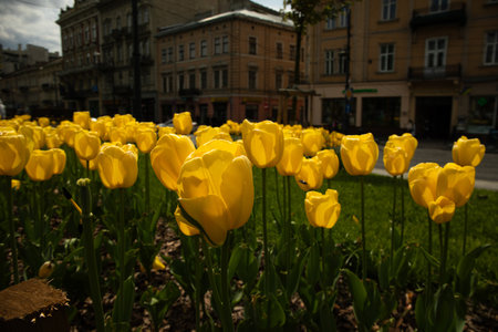 Beautiful yellow tulips grow in the yardの写真素材