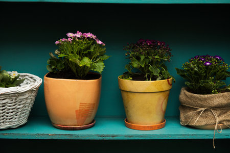 Beautiful flower pots are blooming outside, close-up viewの写真素材