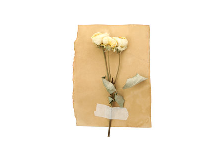 PNG, Herbarium on old paper, isolated on white backgroundの写真素材