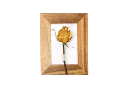 PNG, Herbarium and wooden photo frame, isolated on white backgroundの写真素材