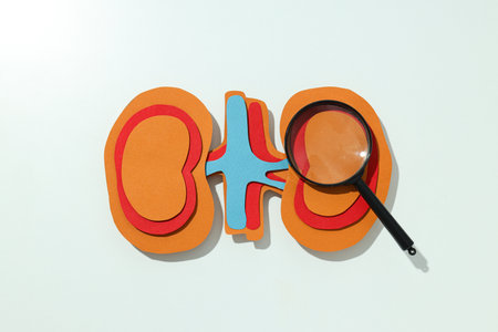 Kidneys on a light background, for National Kidney Month.
