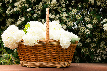Wicker basket with white flowers, outside.の写真素材