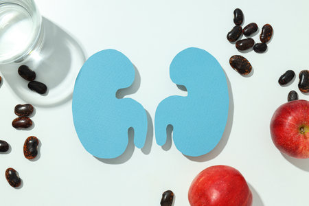 Kidneys on a light background, for National Kidney Month.の写真素材