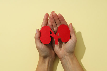Kidneys in hands on a light, yellow background.