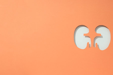 For National Kidney Month, paper cut kidneys on a peach background.の写真素材