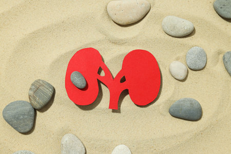 Kidneys on the sand with stones, National Kidney Month.の写真素材