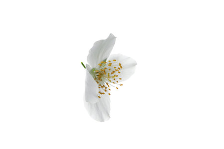 PNG, White jasmine flower, isolated on white backgroundの写真素材