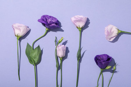 Beautiful, fresh flowers on a purple background.の写真素材