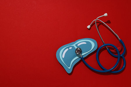 Paper mockup of liver and stethoscope on red background, space for textの写真素材