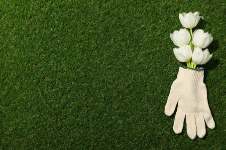 Tulips in garden glove on green background, space for textの写真素材