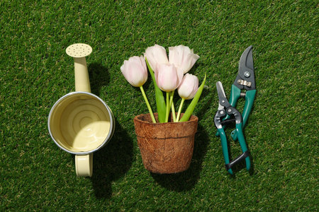 Garden tools, tulips in flower pot and watering can on green background, top viewの写真素材