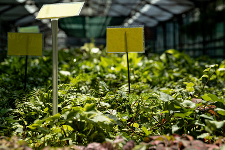 Close-up of plants in a green house.の写真素材