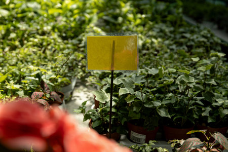 Close-up of plants in a green house.の写真素材