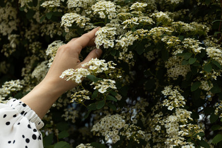 Girl's hands on the background of white flowers on the street.の写真素材