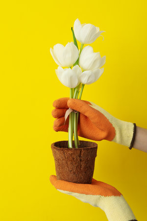 Tulips and flower pot in gloved hands on yellow backgroundの写真素材