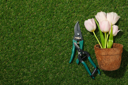 Garden tools, tulips in flower pot and watering can on green background, space for textの写真素材