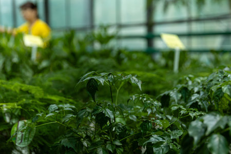 Indoor plants from a representative in the greenhouse, close-up.の写真素材
