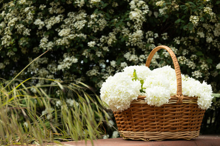 Wicker basket with white flowers, outside.の写真素材