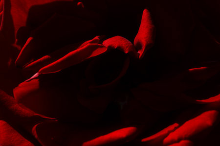 Dark red rose flower outdoors, close up for background