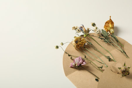 Set of dried flowers in envelope on white background, space for textの写真素材
