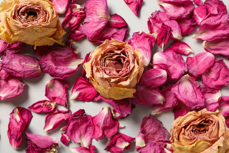 Dried pink petals and rose buds on light background, top viewの写真素材