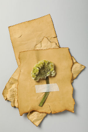 Plant on vintage sheets of paper on gray background, top viewの写真素材