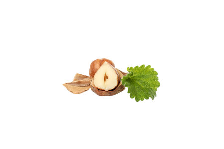 PNG, Hazelnuts, shell and leaf, isolated on white backgroundの写真素材