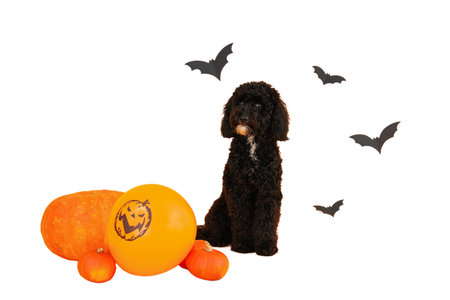 Black dog sits next to Halloween decorations, isolated on white, PNG
