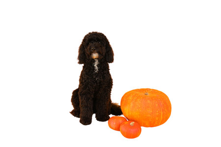 Black dog nearby vibrant orange pumpkins, isolated on white, PNG