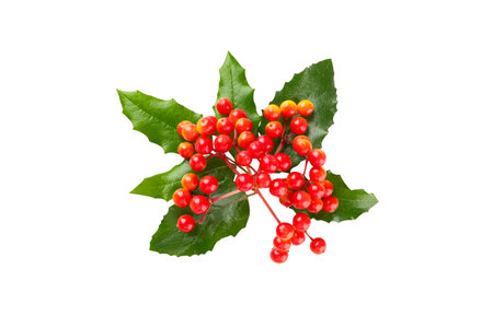 Holly branch with red berries celebrated at Christmas, on white, PNGの写真素材