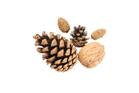 Natural elements boost Christmas cheer, on white, PNGの写真素材