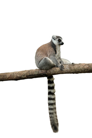 A lemur perched on a branch with a long striped tail, isolated, PNGの写真素材