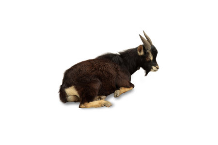 Goat reclined on its side, showcasing a tranquil pose, isolated, PNGの写真素材